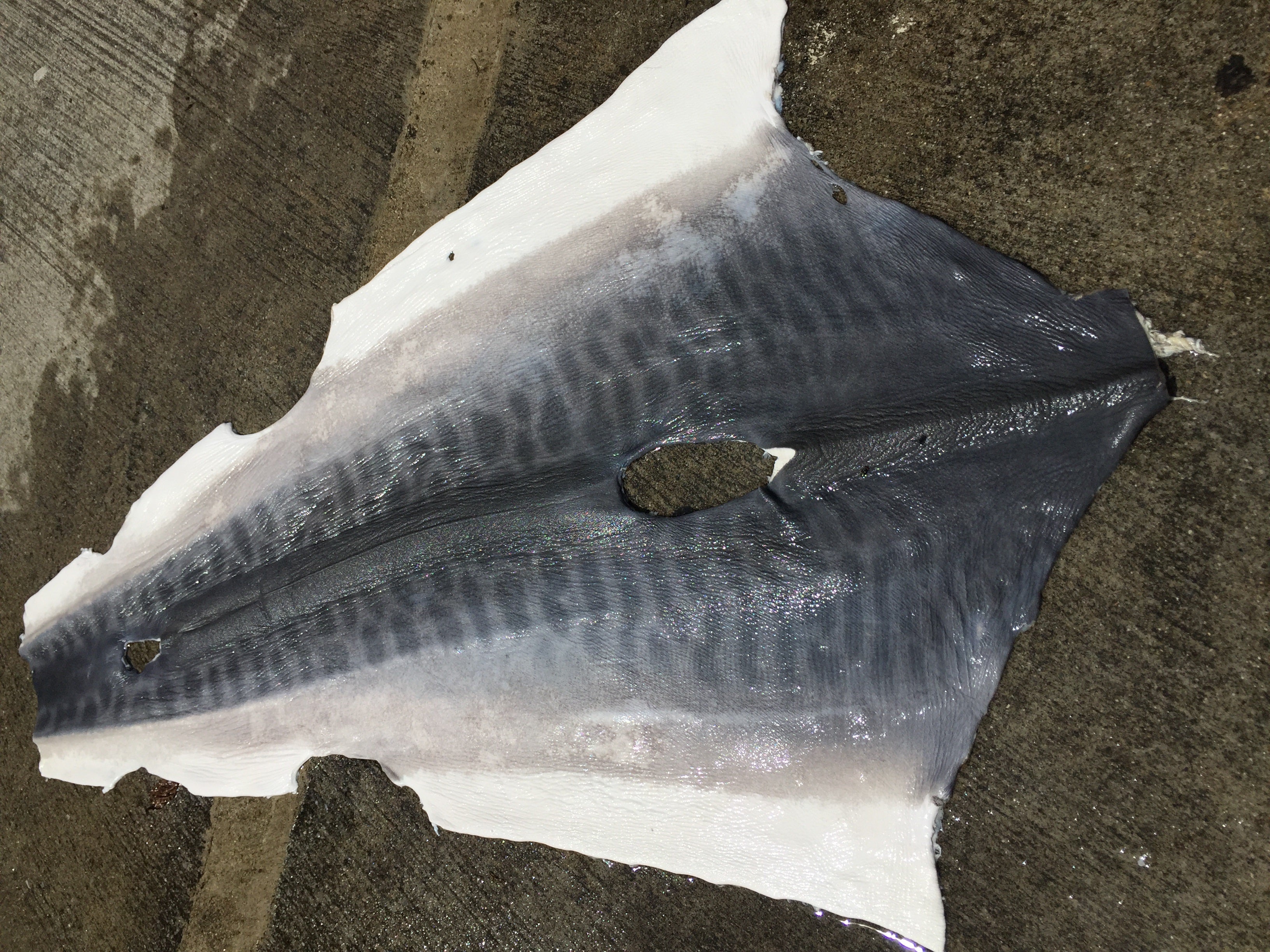 駆除されたサメの皮が革製品に生まれ変わる工程 – RYUKYU SHARK