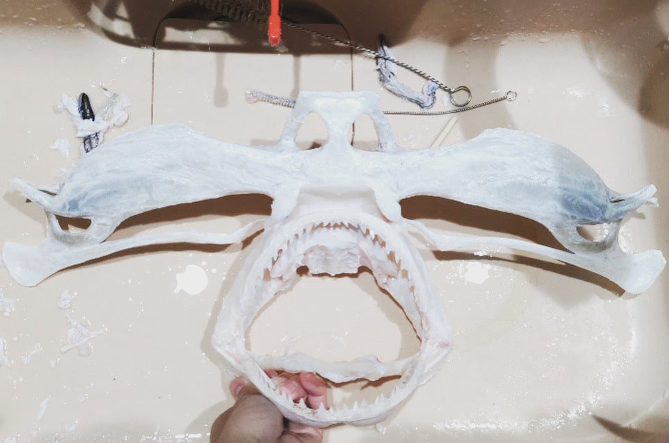 ハンマーヘッドシャークの頭骨標本を製作中です – RYUKYU SHARK 琉球