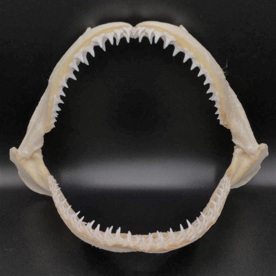 Shark Bone Specimen