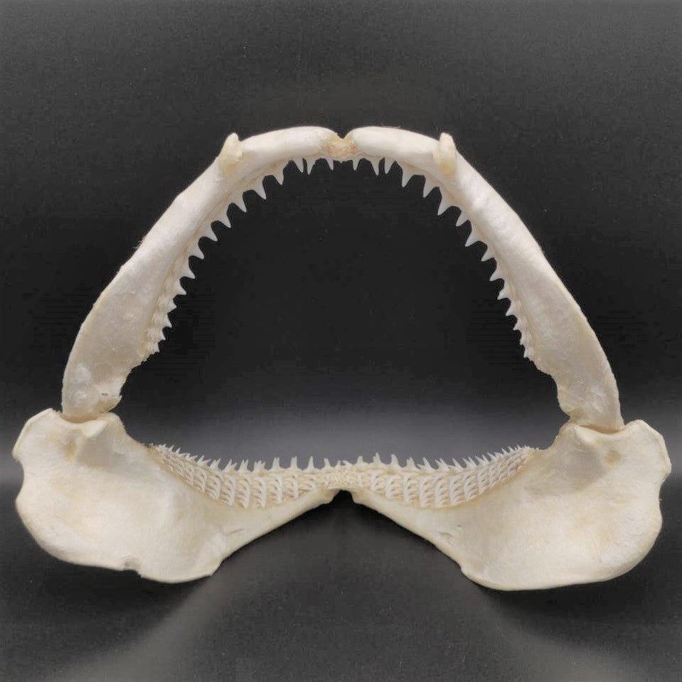 カマストガリザメ 顎標本 幅38cm [Carcharhinus limbatus] Jaw specimen