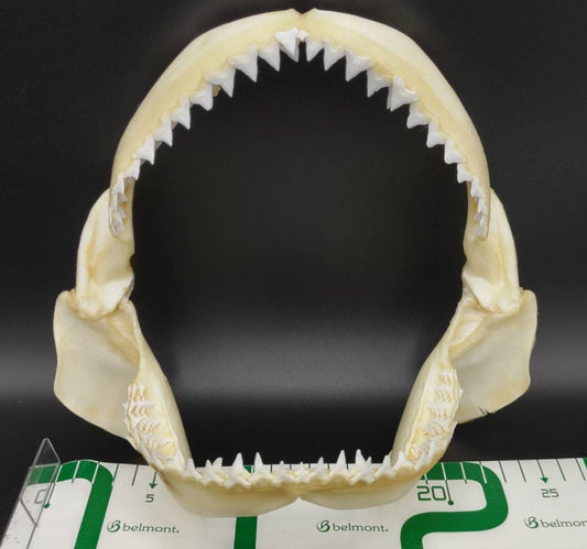 オオメジロザメ 顎標本 幅25cm [Bull Shark] Jaw specimen