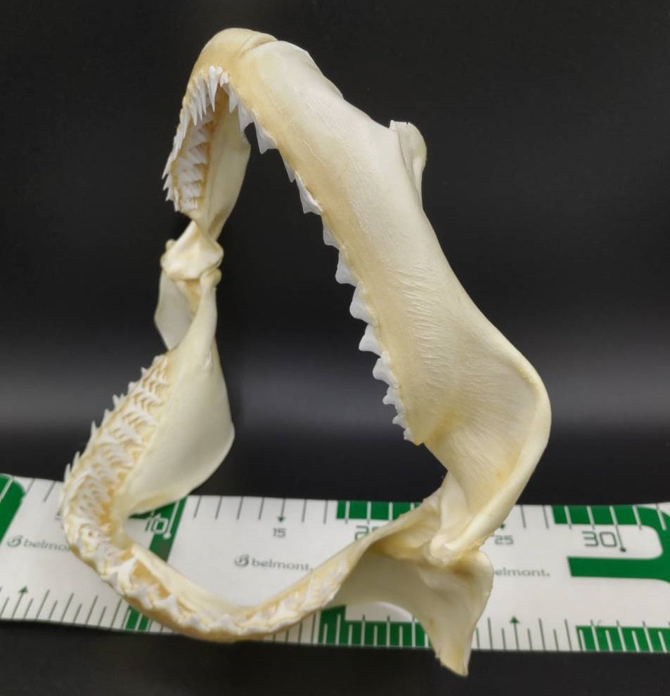 オオメジロザメ 顎標本 幅25cm [Bull Shark] Jaw specimen