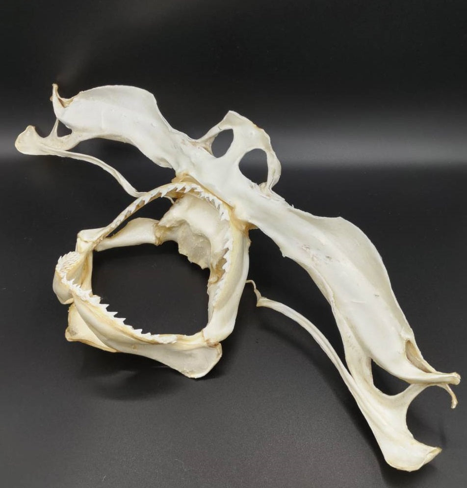 シロシュモクザメ 頭骨標本 幅55cm [Sphyrna zygaena] Skull specimen