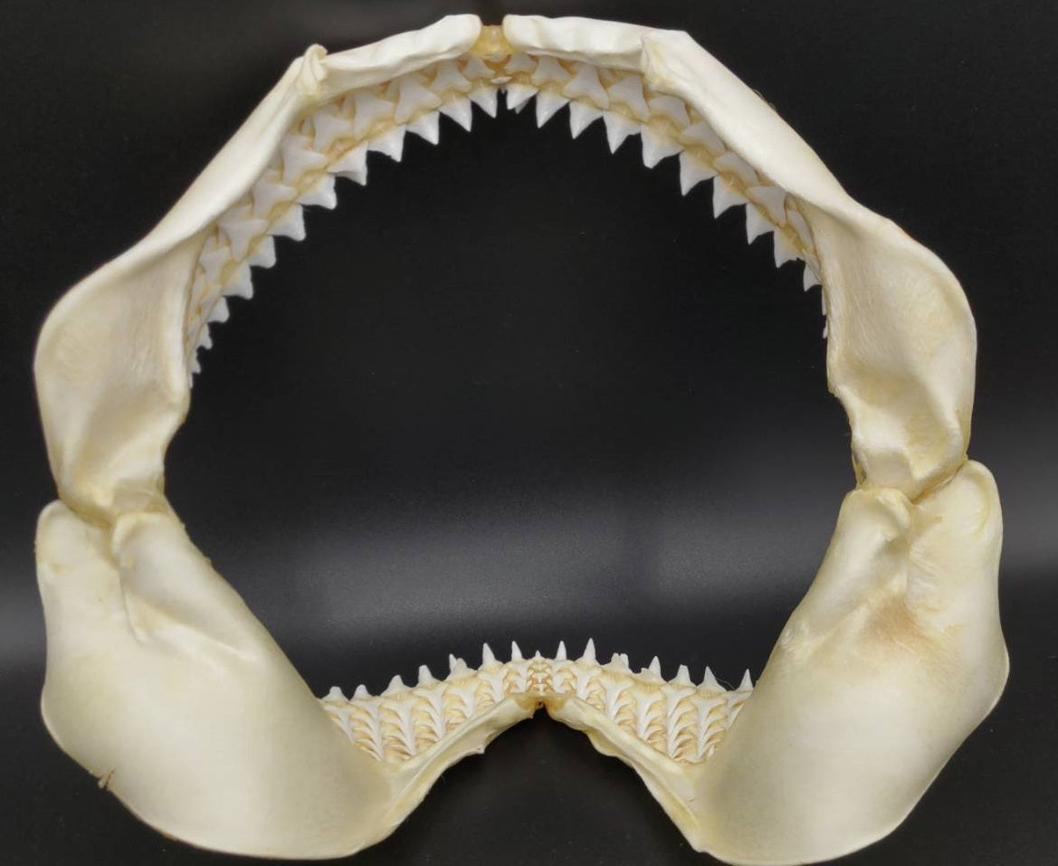 ネコザメ 歯 顎 標本 - 置物