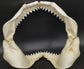 オオメジロザメ 顎標本 幅25cm [Bull Shark] Jaw specimen